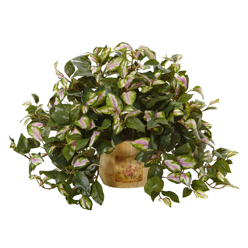 Nearly Natural Hoya Plant in Pot & Reviews Wayfair